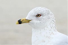 Ring-billed Gull